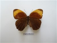 藏品(串珠環蝶)的圖片